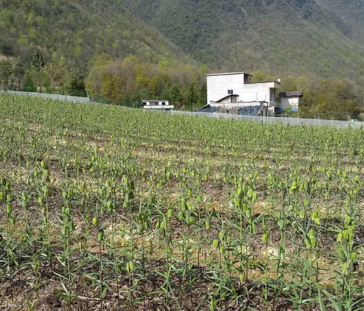 太白贝母种植基地