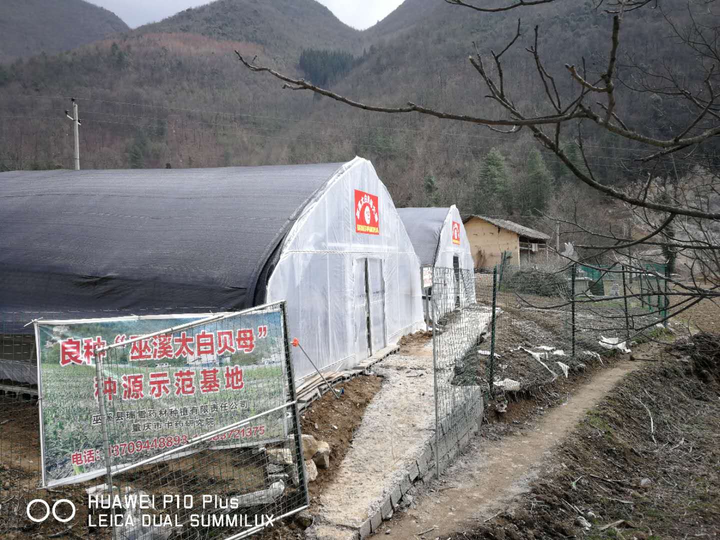 巫溪太白贝母种源示范基地